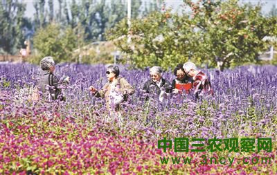 世葡园“十一”上演葡萄“盛宴”