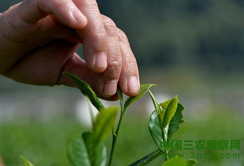 10月2日，茶农在湖北省宣恩县水田坝村的茶园采茶。
