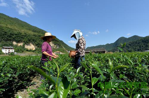 10月2日，茶农在湖北省宣恩县水田坝村的茶园采茶。