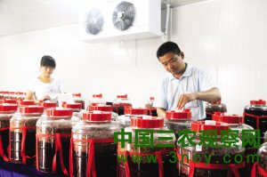天津武清区生态园栽种数十种葡萄 葡萄酒坊明年开放