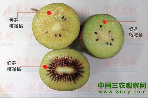 青岛已经培育出的黄芯、红芯、绿芯三种猕猴桃。