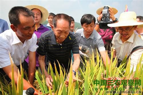 袁隆平（前排左二）察看超级稻高产攻关情况。 资料图