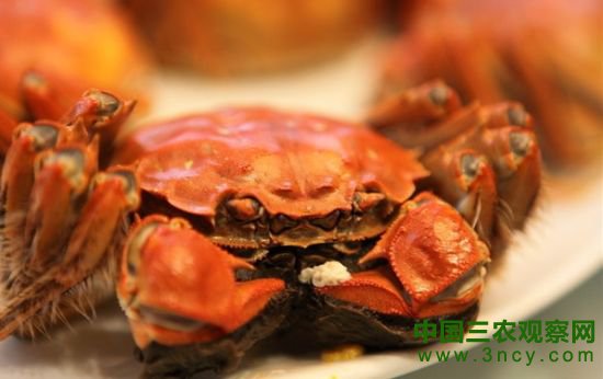 阳澄湖大闸蟹 资料图 阳澄湖大闸蟹 资料图