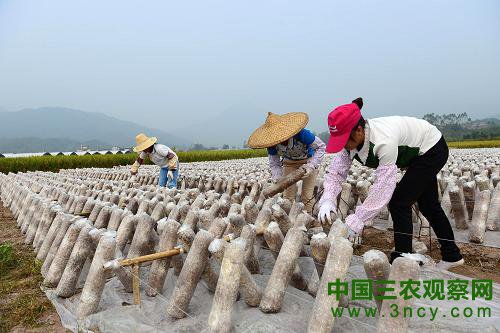 10月15日，在广西昭平县仙回瑶族乡一食用菌基地，当地群众在田里安放菌棒。