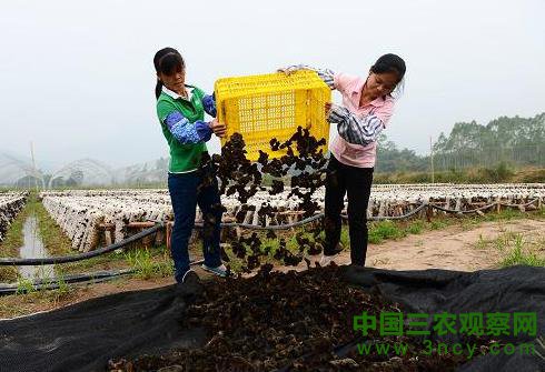 10月15日，在广西昭平县仙回瑶族乡一食用菌基地，当地群众在晾晒黑木耳。