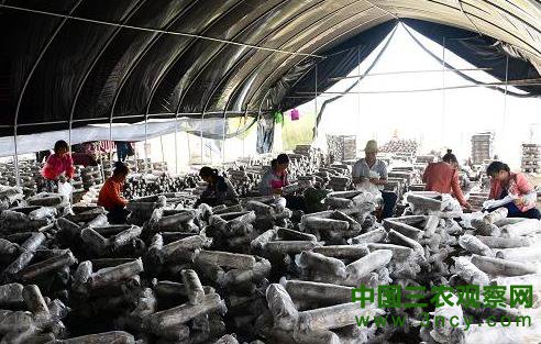 10月15日，在广西昭平县仙回瑶族乡一食用菌基地，当地群众在制作菌棒。