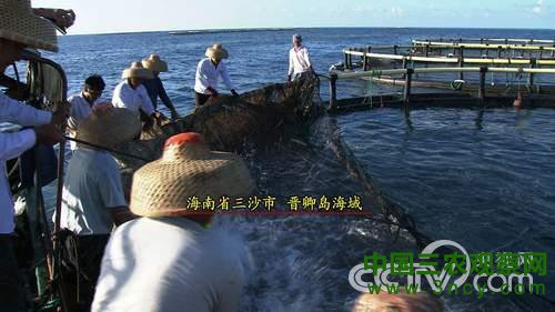 致富经:南海奇人的传奇财富
