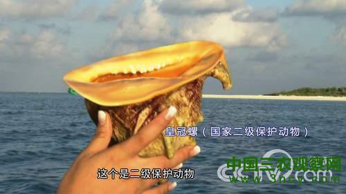 致富经:南海奇人的传奇财富3