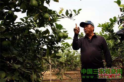 蔡平全在介绍改良后的柠檬