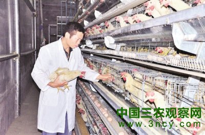 图为沱江乡养殖户钟勇在全自动蛋鸡笼养设备前管理蛋鸡。