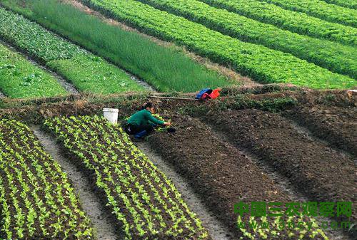 10月23日，广西贺州市八步区农民在种植秋菜。