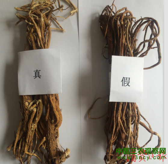 真假苦参对比图.png