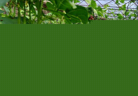 （社会）（1）特色种植促农增收