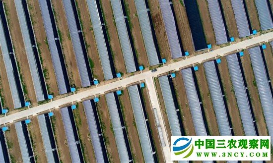 （经济）（1）河北乐亭：农业园区建设助推乡村振兴