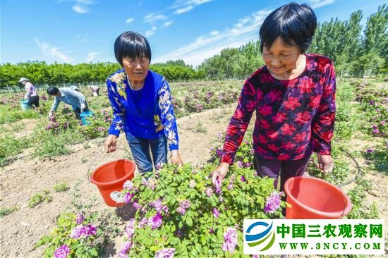 （经济）（1）河北阜城：“鲜花经济”促增收