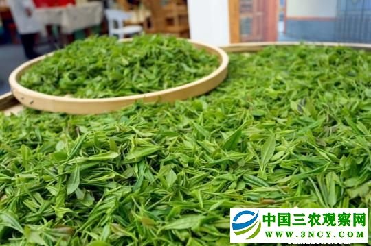 图为文县鲜茶。　高展 摄
