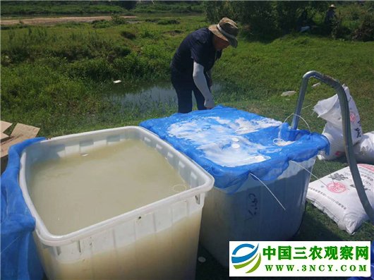 【湖北】【客户稿】黄冈市蕲春县飞防作业5.2万亩呵护松林安全