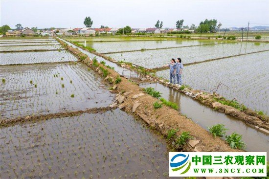 （图片故事）（1）吉林：稻香引路共致富