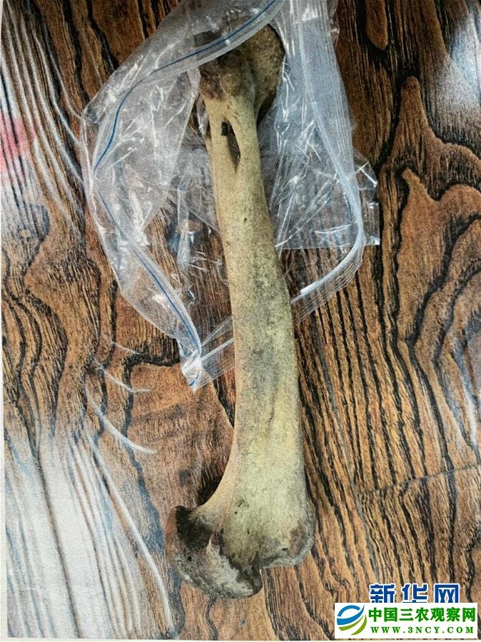 (图文互动)(3)黑龙江一男子走私虎骨被判5年